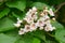 Blossoms of catalpa