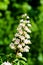 Blossoms or chestnut blossoms, common horse chestnut Aesculus hippocastanum