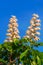 Blossoms or chestnut blossoms, common horse chestnut Aesculus hippocastanum