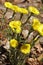 Blossoms of Coltsfoot, Tussilago farfara