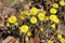 Blossoms of Coltsfoot, Tussilago farfara