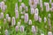 Blossoms of the Common Bistort, Bistorta officinalis, Bavaria, Germany, Europe