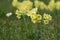 Blossoms of common cowslip primula veris