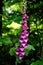 Blossoms of common foxglove, digitalis purpurea