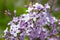 Blossoms of common lilac syringa plant