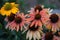 Blossoms of coneflowers echinacea in pink, yellow and orange