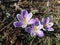 Blossoms of crocus, purple and white striped.