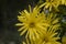 Blossoms of a cup plant Silphium perfoliatum