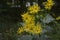 Blossoms of a cup plant Silphium perfoliatum