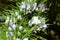 Blossoms of fountain bush, Psoralea pinnata, native to South Africa