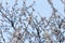 Blossoms fruit apricot tree on a background of clear blue sky during the day. The concept of a plentiful harvest.