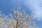 Blossoms fruit apricot tree on a background of cloudy blue sky. The concept of Easter mood, spring revival of nature.