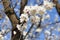 Blossoms fruit apricot tree on a background of daylight blue sky. The concept of Easter mood, spring revival of nature.