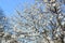 Blossoms fruit apricot tree on a background of daylight blue sky. The concept of Easter mood, spring revival of nature.