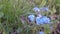 Blossoms garden nature wild flower soft macro forget-me-nots