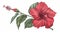 The blossoms of the Hibiscus plant, detailed illustration of an exotic bloom. A hand-drawn modern illustration on a
