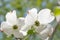 Blossoms of a japanese dogwood bush