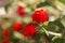 Blossoms of lantana with copy space on bokeh background