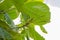 Blossoms, Leaf, and Fruit Of The Malabar-almond Tree