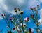 Blossoms in a meadow thistle on prickly stems