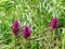 Blossoms of Melampyrum arvense spotted on meadow