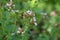 Blossoms of oregano. Purple flowers of origanum vulgare or wild marjoram