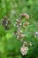 Blossoms of oregano. Purple flowers of origanum vulgare or wild marjoram