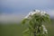 Blossoms pear tree in the garden, beautiful background