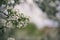 Blossoms pear tree in the garden, beautiful background