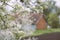 Blossoms pear tree in the garden with rural house on background