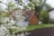 Blossoms pear tree in the garden with rural house on background