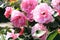 Blossoms in photograph of pink roses.