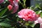 Blossoms in photograph of pink roses.