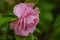 Blossoms of pink camellia , Camellia japonica in garden