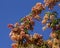 Blossoms Rainbow Shower Tree