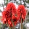 Blossoms of Red-Hot Poker Tree, Erythrina abyssinica