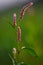 Blossoms of a redshank (Persicaria maculosa)