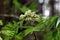 Blossoms of a rowan tree, Sorbus aucuparia