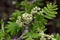 Blossoms of a rowan tree, Sorbus aucuparia