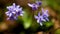 The blossoms of Scilla bifolia, the alpine squill or two-leaf squill, an early blooming, wildflower plant swaying on the wind in s