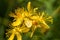 Blossoms of spotted St Johns wort, Hypericum maculatum