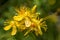 Blossoms of spotted St Johns wort, Hypericum maculatum