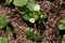 Blossoms on a Spring Everbearing Strawberry Plant in the Garden