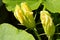 Blossoms squash blossoms in the garden, zucchini blossoms