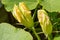 Blossoms squash blossoms in the garden, zucchini blossoms