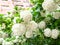 blossoms of viburnum tree and apartment house