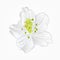 Blossoms white rhododendron twelve vector