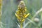 Blossoms of a yellow asphodel, Asphodeline lutea