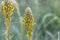 Blossoms of a yellow asphodel, Asphodeline lutea