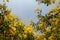 Blossoms of Yellow elder flower in a garden.Common names include Yellow Trumpetbush,Yellow bells,ginger-thomasTecoma stans.